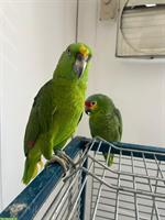 Amazonenpapageien Pärchen sucht neues Zuhause
