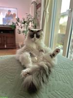 Heilige Birma x Ragdoll Kater, 5-jährig, sucht Platz mit Artgenossen