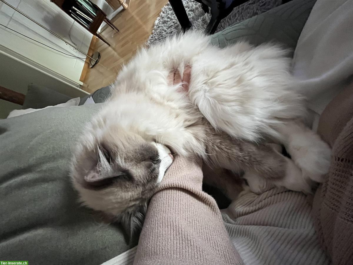 Bild 2: Heilige Birma x Ragdoll Kater, 5-jährig, sucht Platz mit Artgenossen