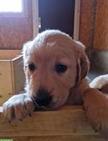 Golden Retriever-Welpen, Rüde und Hündin