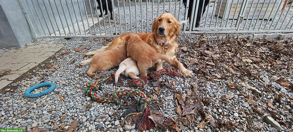 Bild 2: Golden Retriever-Welpen, Rüde und Hündin