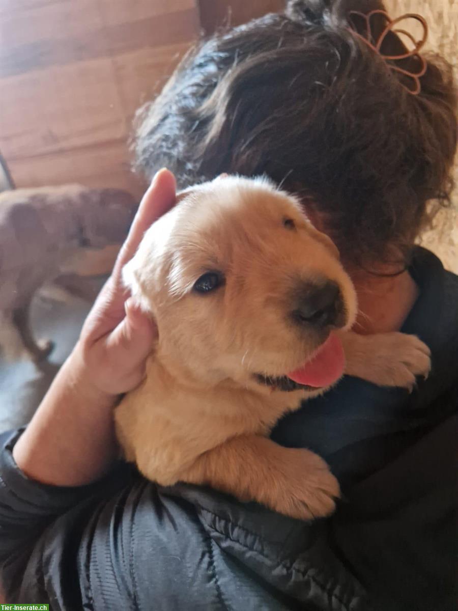 Bild 3: Golden Retriever-Welpen, Rüde und Hündin