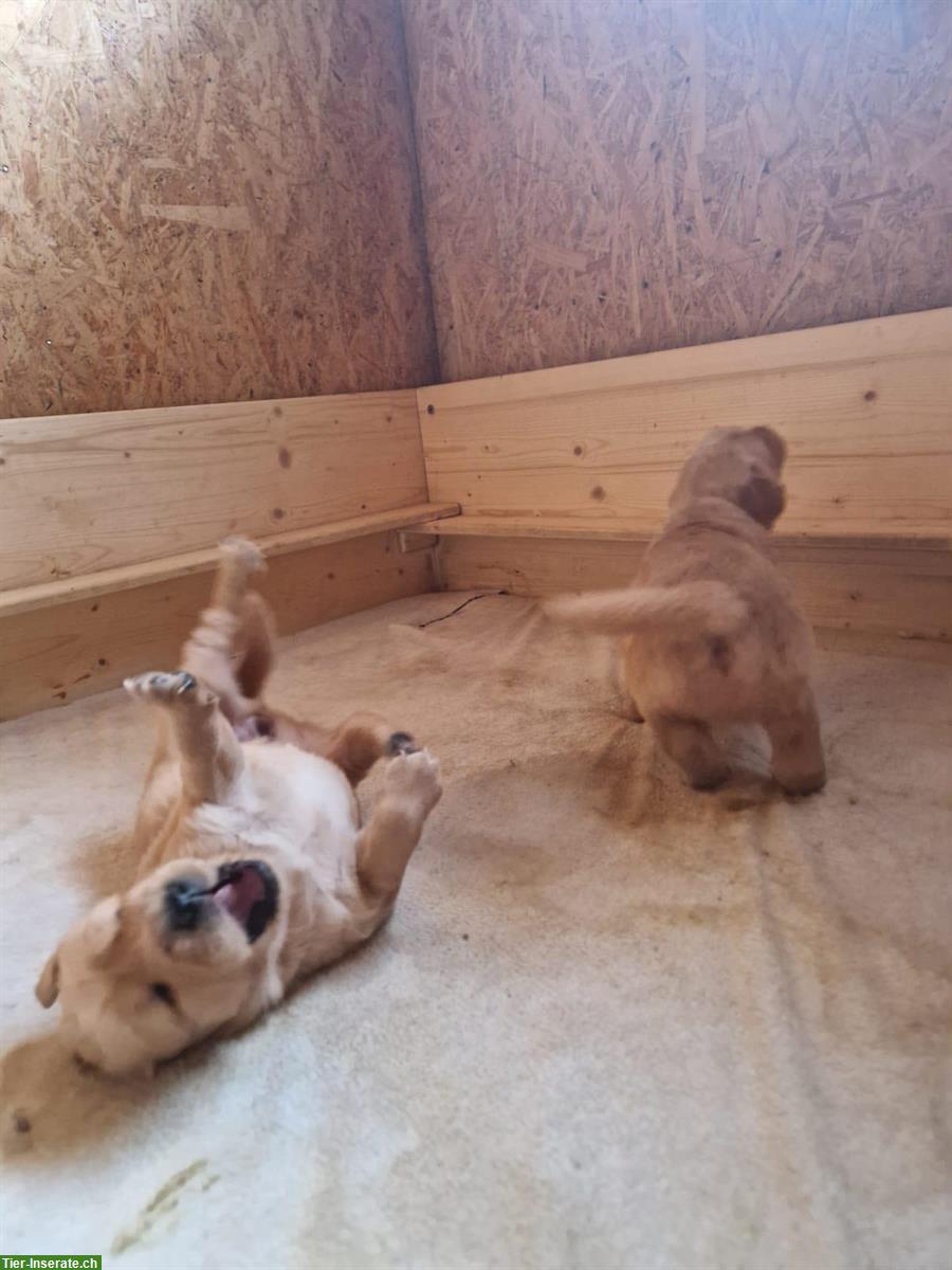 Bild 4: Golden Retriever-Welpen, Rüde und Hündin