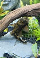 Gratis: Gelbbrauner Antennenwels, Männchen