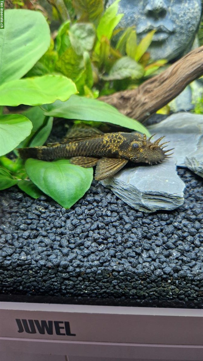 Bild 2: Gratis: Gelbbrauner Antennenwels, Männchen