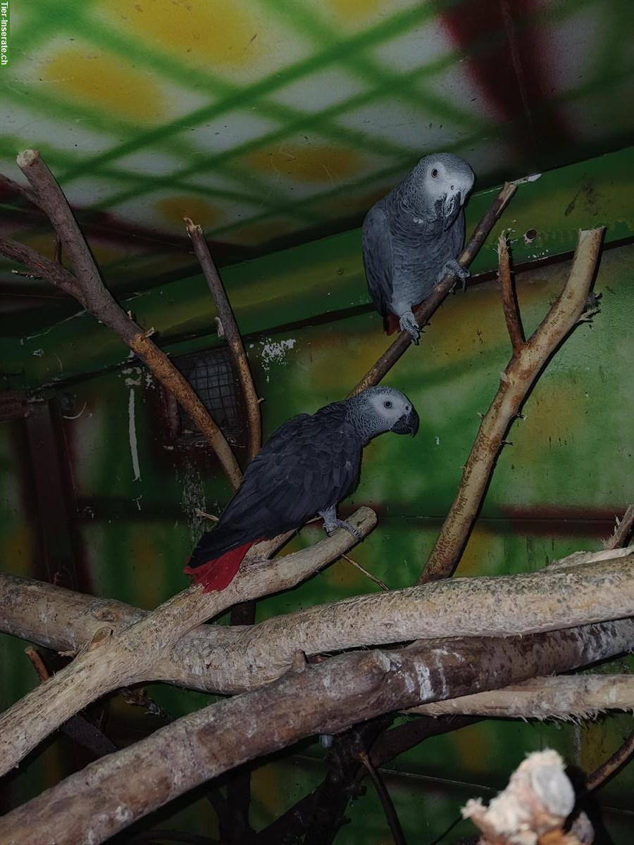 Junger Graupapagei (männlich) zu verkaufen