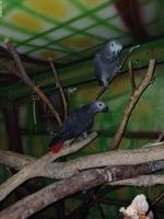 Junger Graupapagei (männlich) zu verkaufen