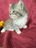 Graue Schottische / Scottish Fold Kätzchen