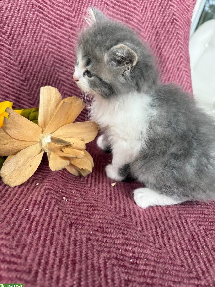 Bild 2: Graue Schottische / Scottish Fold Kätzchen
