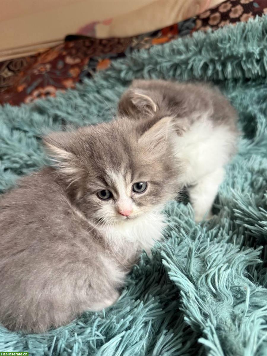 Bild 3: Graue Schottische / Scottish Fold Kätzchen