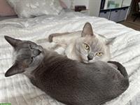 Burma-Kater in Blue & Lilac suchen gemeinsames Zuhause