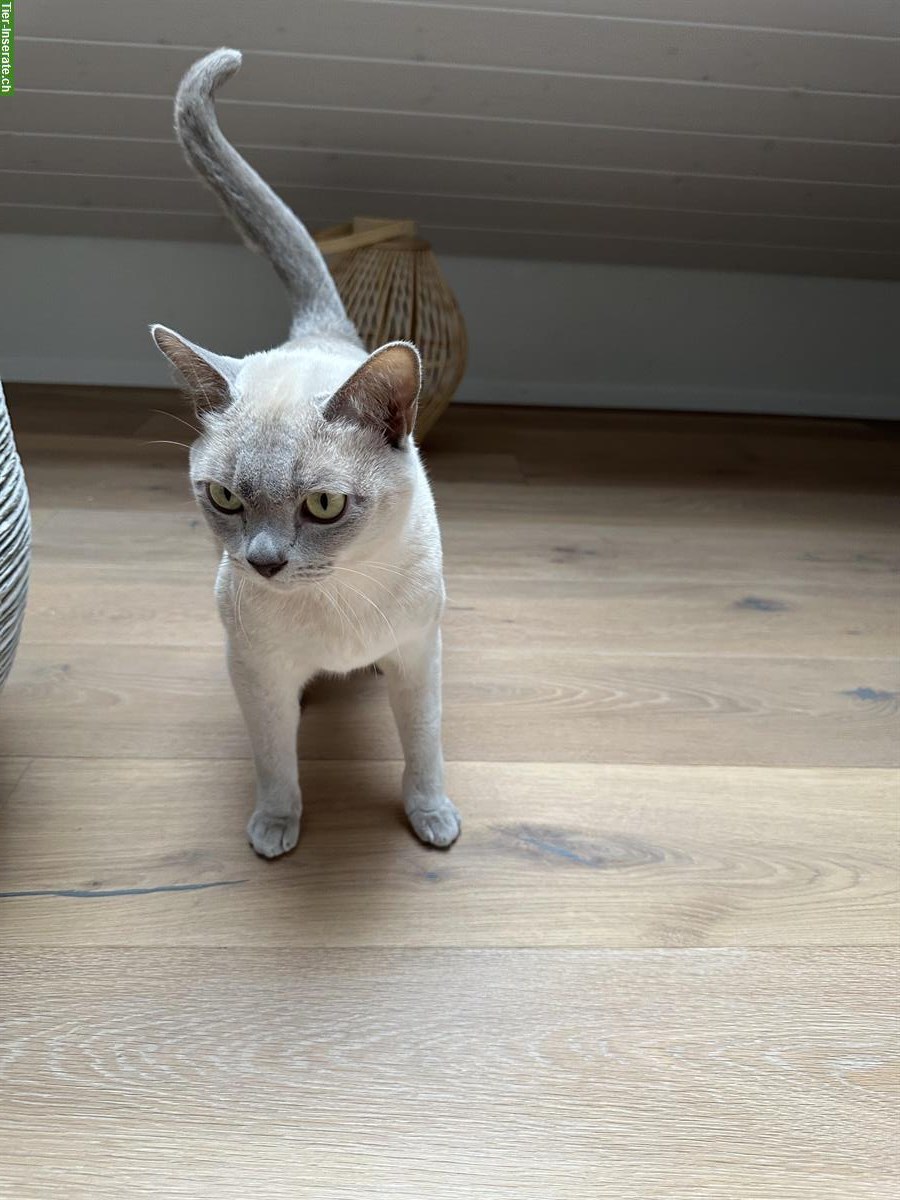 Bild 3: Burma-Kater in Blue & Lilac suchen gemeinsames Zuhause