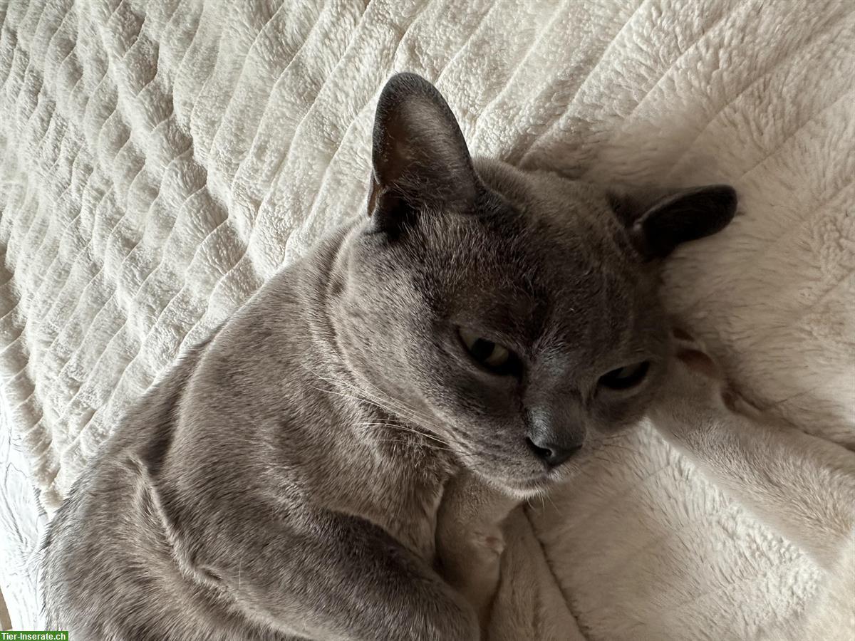 Bild 5: Burma-Kater in Blue & Lilac suchen gemeinsames Zuhause