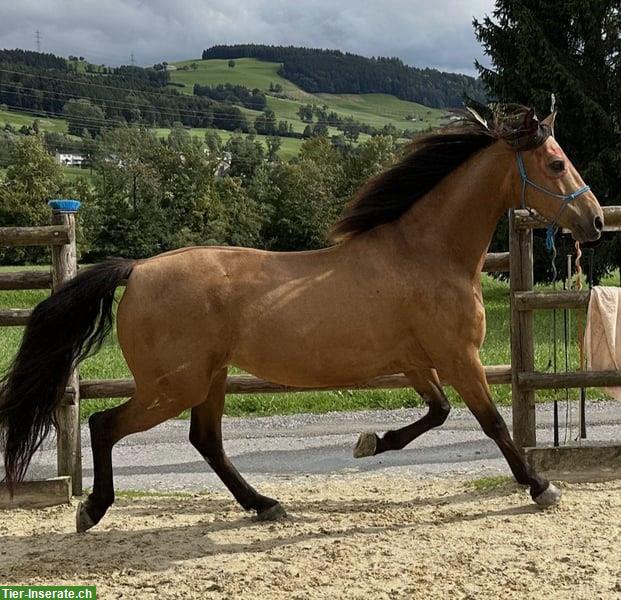 Reitbeteiligung in Krauchthal für Morgan Horse