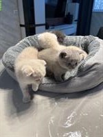 Britisch Kurzhaar Kitten zu verkaufen