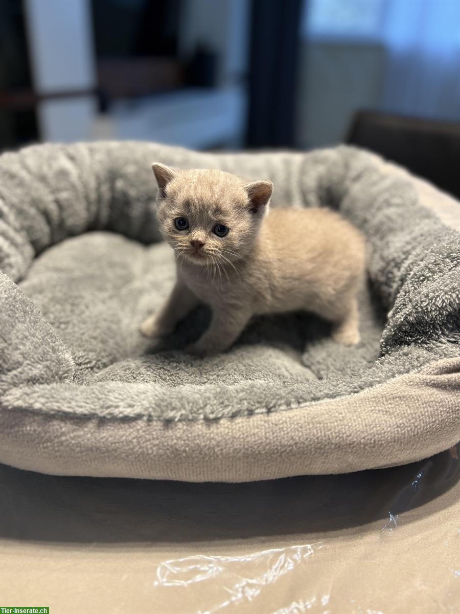 Bild 2: Britisch Kurzhaar Kitten zu verkaufen