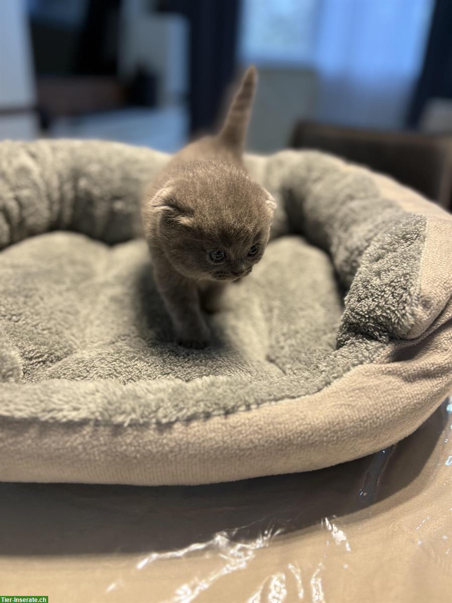 Bild 3: Britisch Kurzhaar Kitten zu verkaufen
