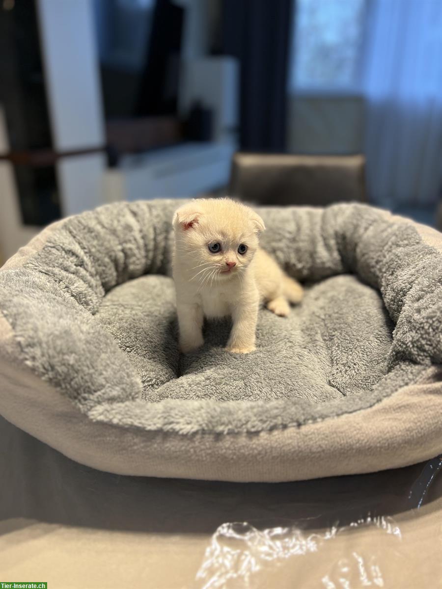 Bild 4: Britisch Kurzhaar Kitten zu verkaufen
