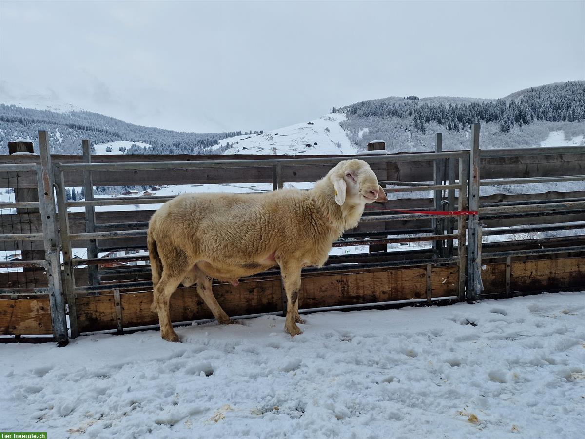 Schnalser Widder, seltene Schafrasse aus Südtirol