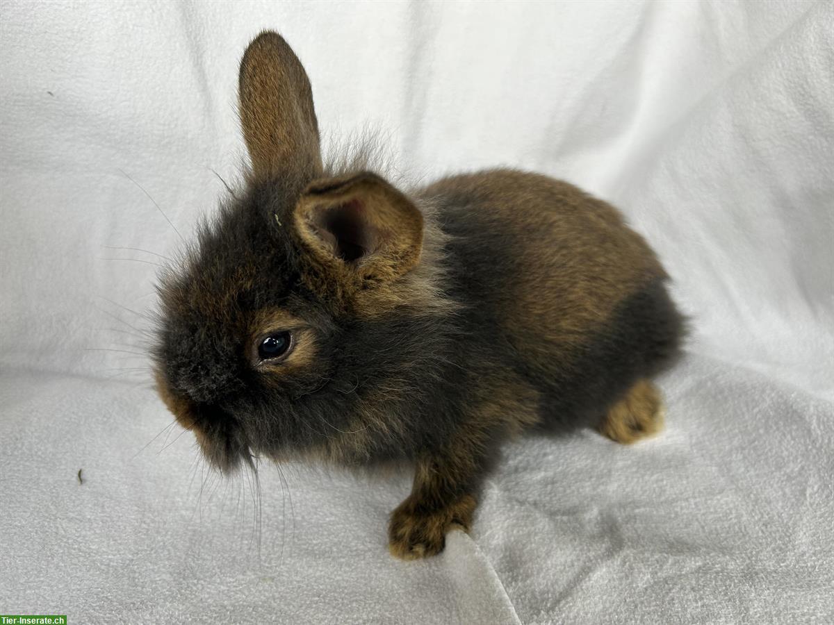Bartkaninchen Jungtiere aus Hobbyzucht, sehr zutraulich