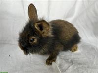 Junge zutrauliche Bartkaninchen suchen neues Zuhause