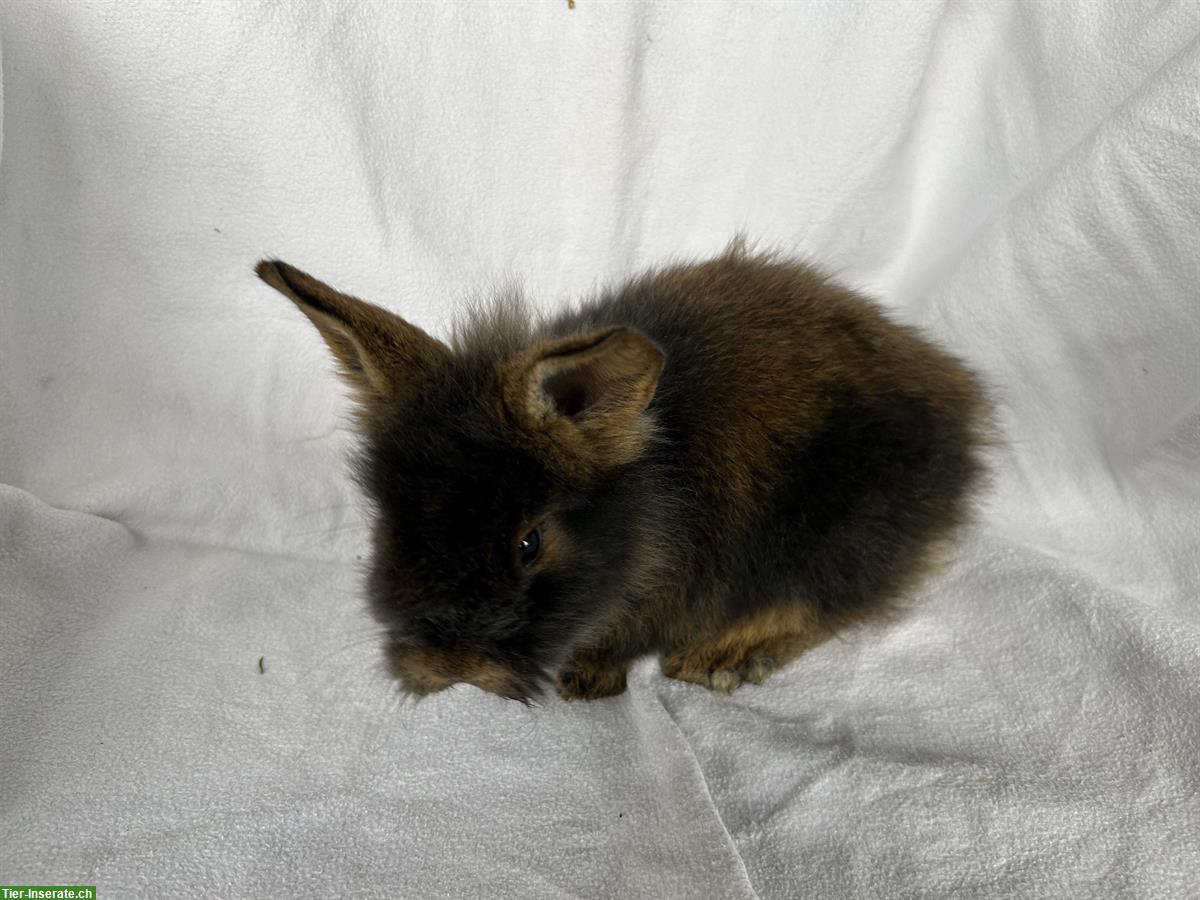 Bild 2: Bartkaninchen Jungtiere aus Hobbyzucht, sehr zutraulich