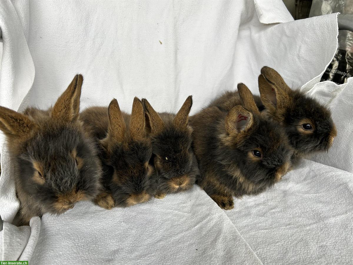 Bild 3: Bartkaninchen Jungtiere aus Hobbyzucht, sehr zutraulich
