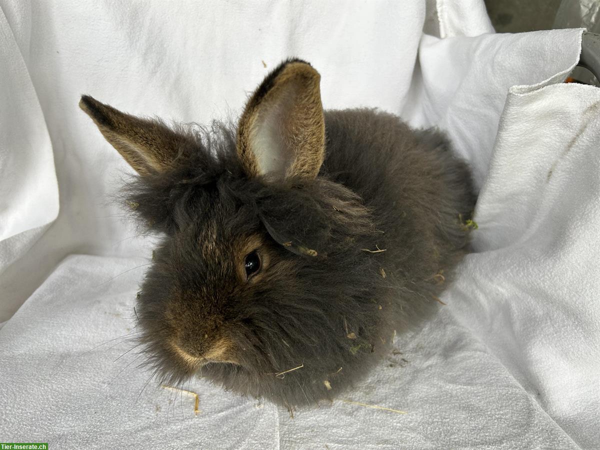 Bild 4: Bartkaninchen Jungtiere aus Hobbyzucht, sehr zutraulich