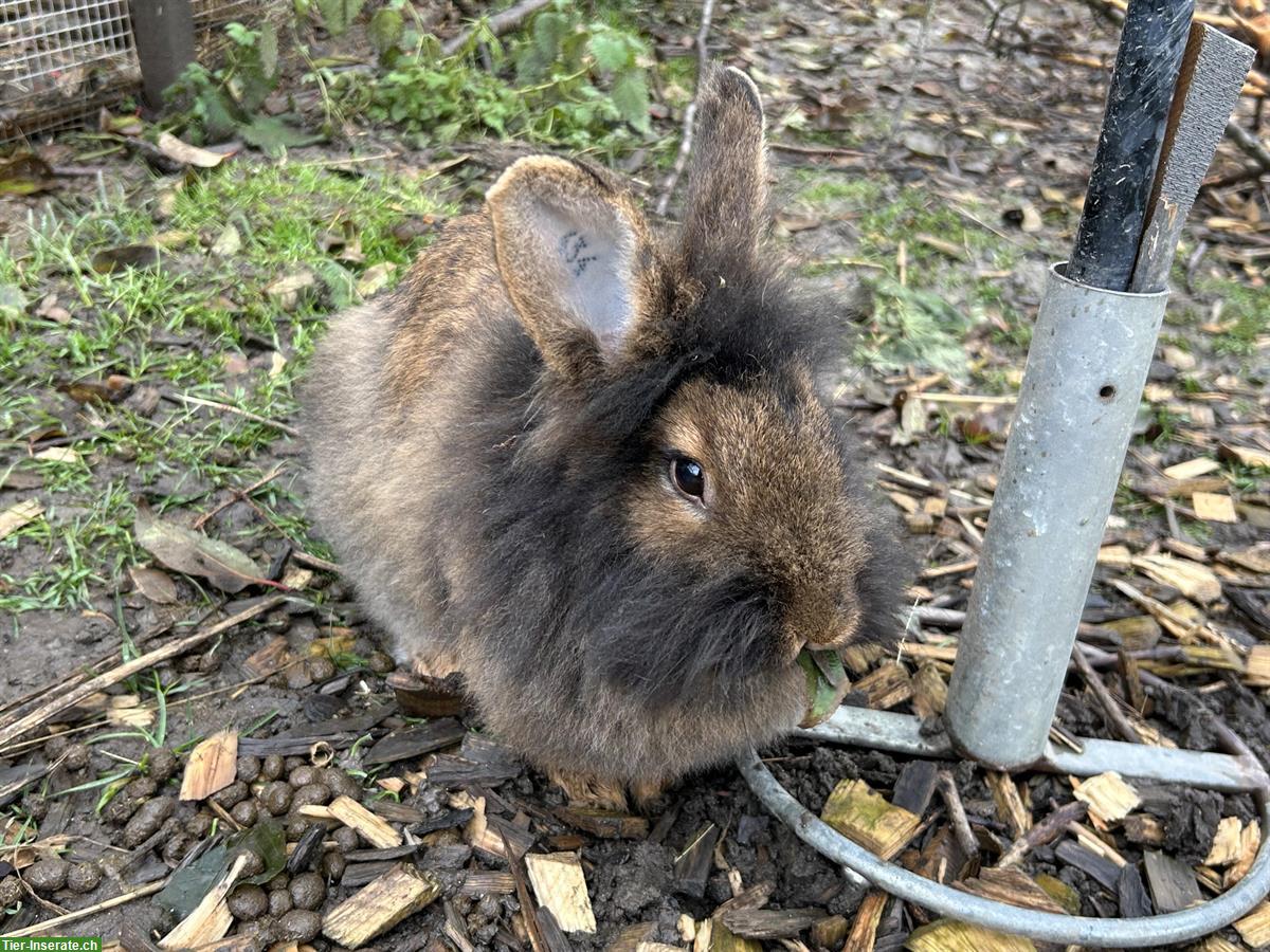 Bild 5: Bartkaninchen Jungtiere aus Hobbyzucht, sehr zutraulich