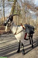 Trekking-Ziegen suchen einen Lebensplatz