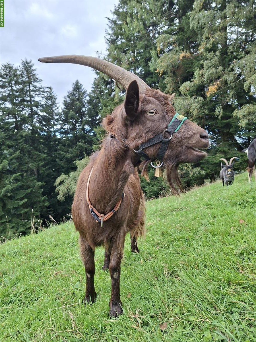 Bild 2: Trekking-Ziegen suchen einen Lebensplatz