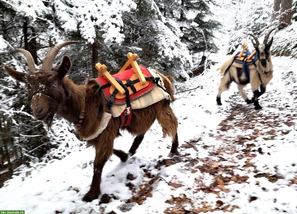 Bild 3: Trekking-Ziegen suchen einen Lebensplatz