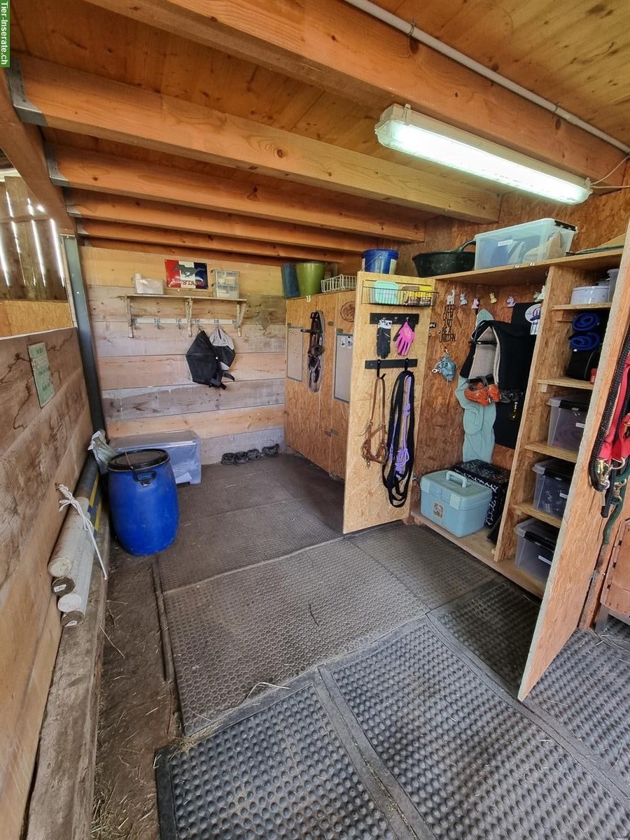 Bild 2: Offenstallplatz für einen jungen Quarter Wallach, BL