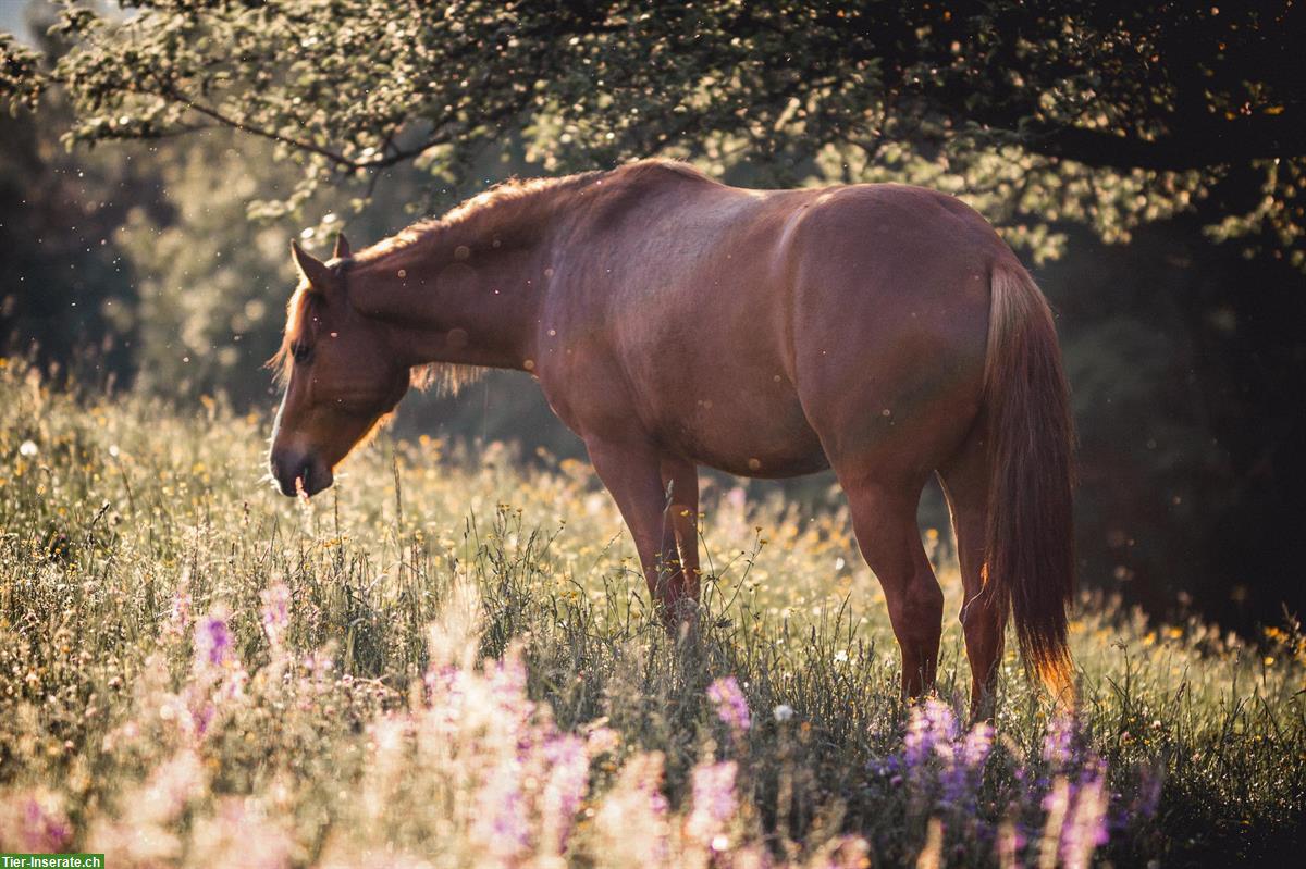 Bild 3: Offenstallplatz für einen jungen Quarter Wallach, BL