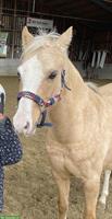 Tolle Welsh Pony Stute, ca. 1.35m gross