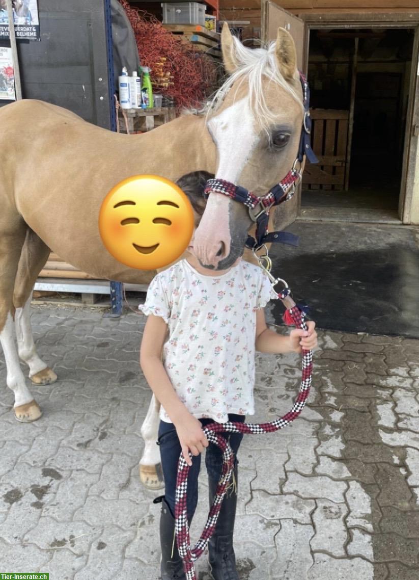 Bild 2: Tolle Welsh Pony Stute, ca. 1.35m gross