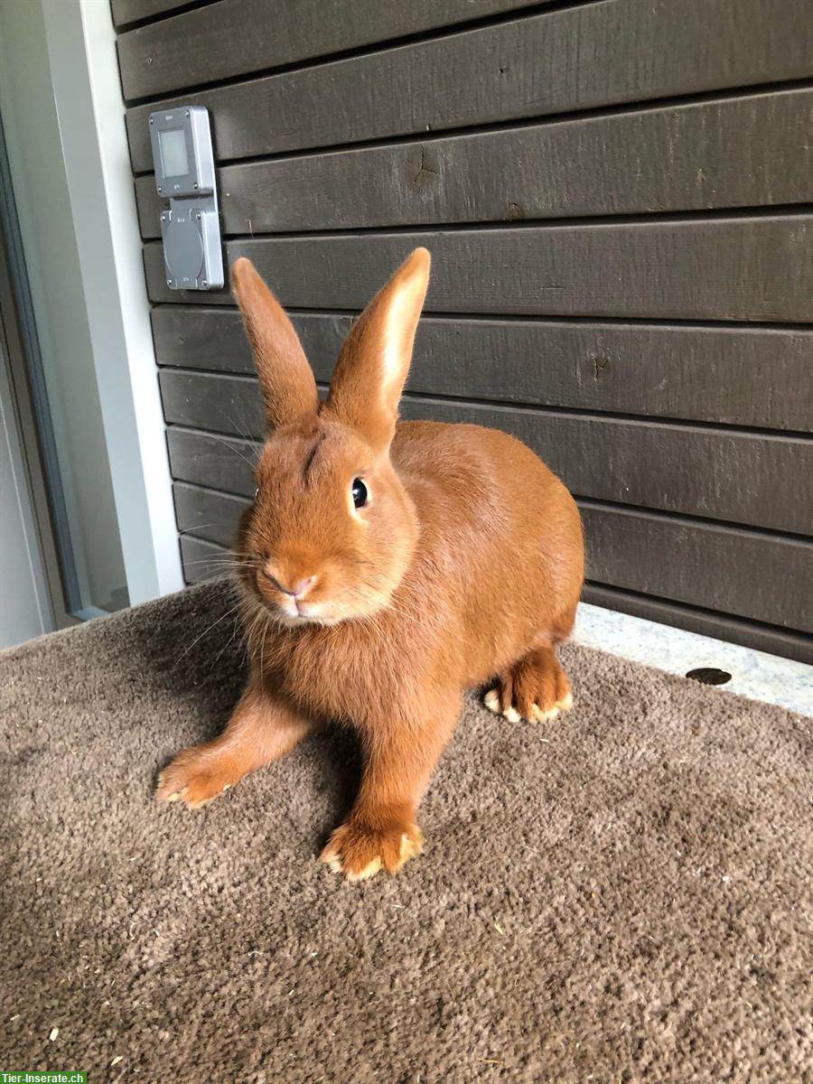 Sachsengold Kaninchen (männlich) zu verkaufen