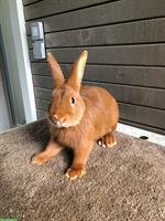 Sachsengold Kaninchen (männlich) zu verkaufen