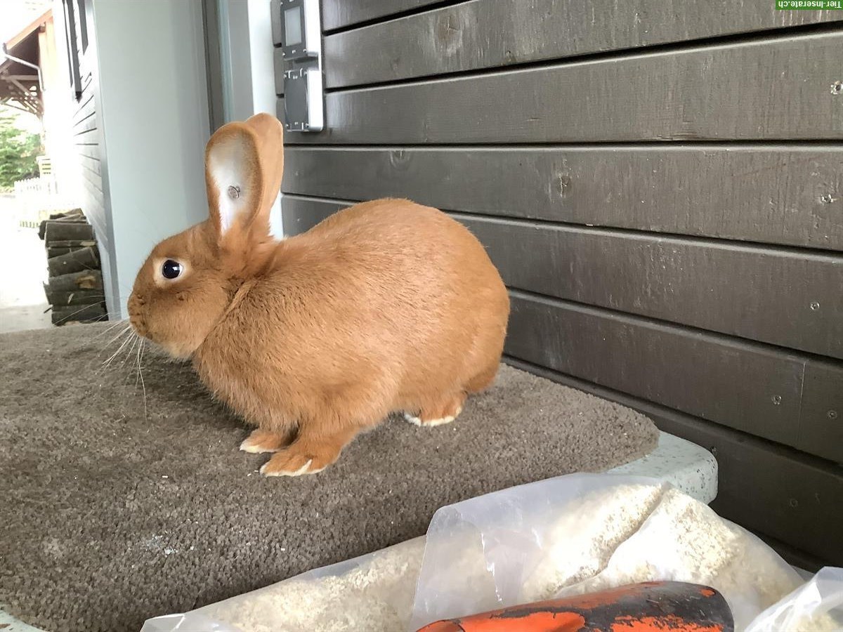 Bild 2: Sachsengold Kaninchen zu verkaufen