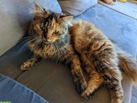 Katzengeschwister, Freigängerkatzen suchen neues Zuhause