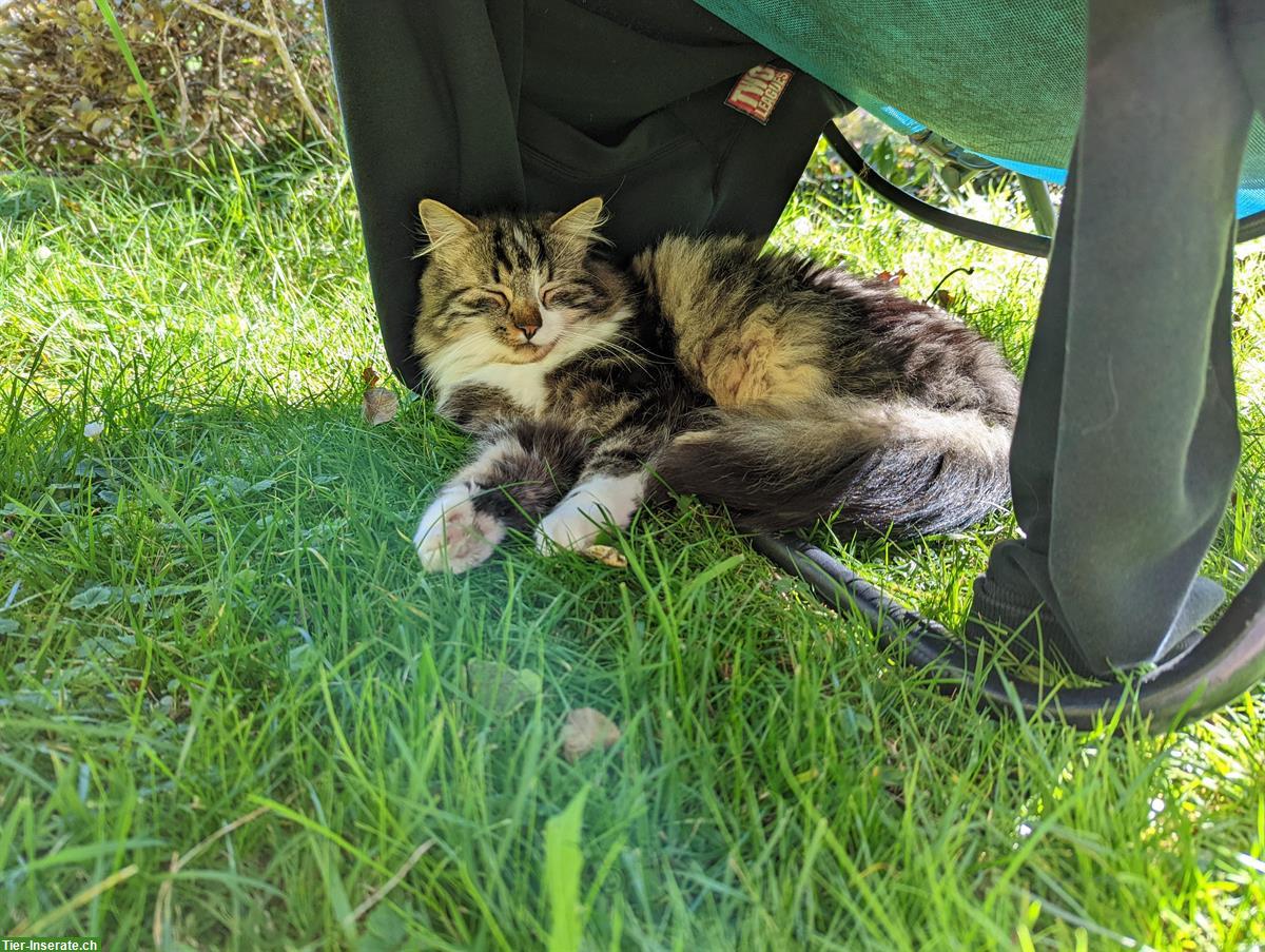 Bild 2: Katzengeschwister, Freigängerkatzen suchen neues Zuhause