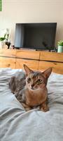 Erwachsene Abessinier Katze, 5-jährig