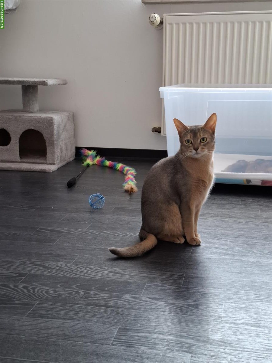 Bild 2: Erwachsene Abessinier Katze, 5-jährig, weiblich