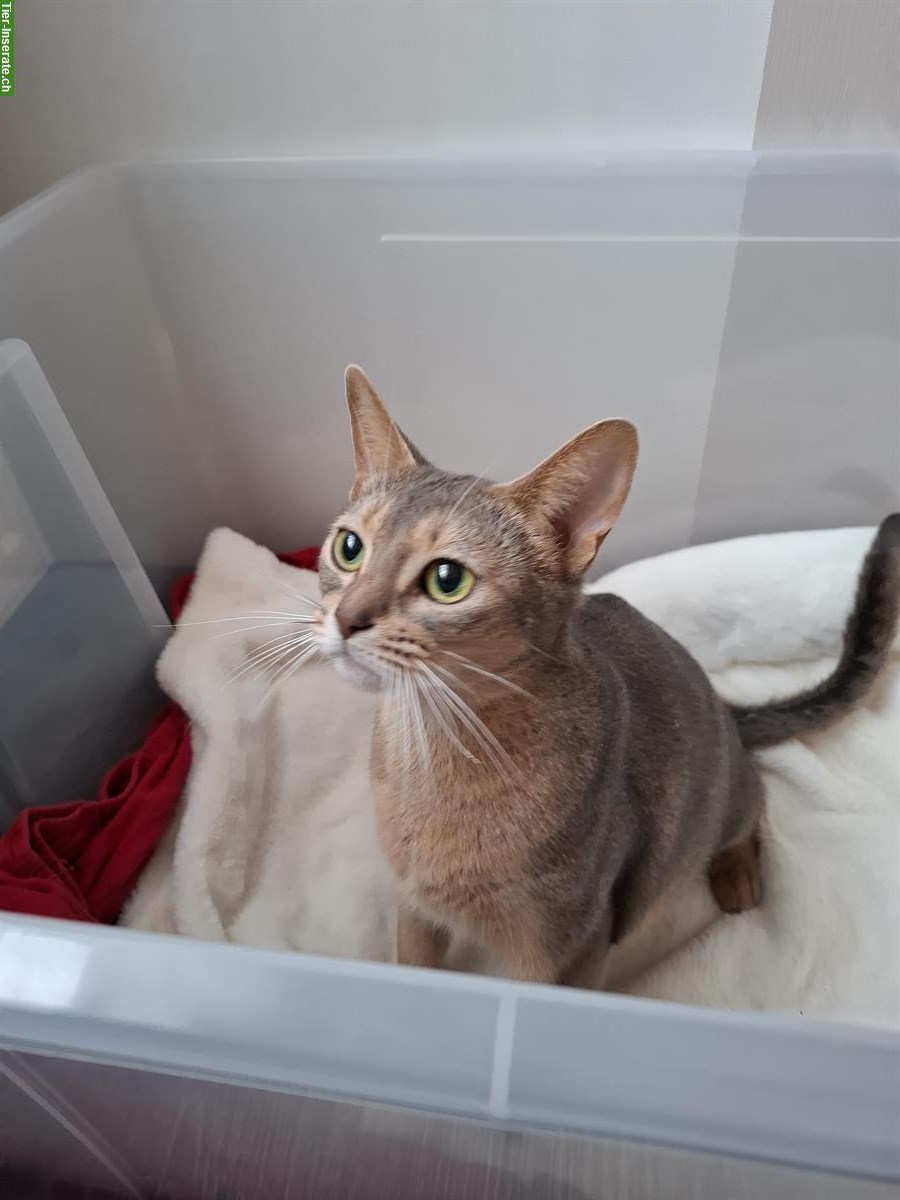 Bild 3: Erwachsene Abessinier Katze, 5-jährig, weiblich