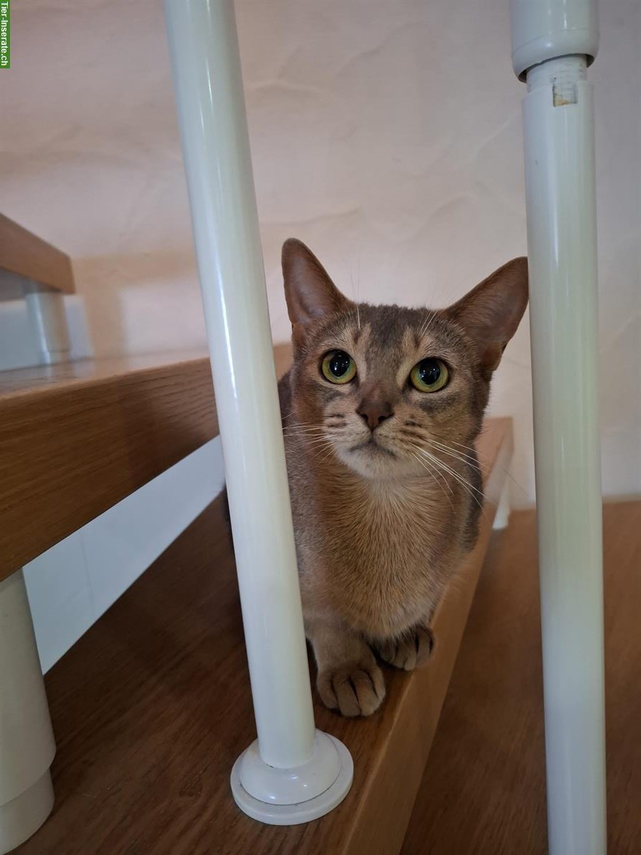 Bild 4: Erwachsene Abessinier Katze, 5-jährig, weiblich