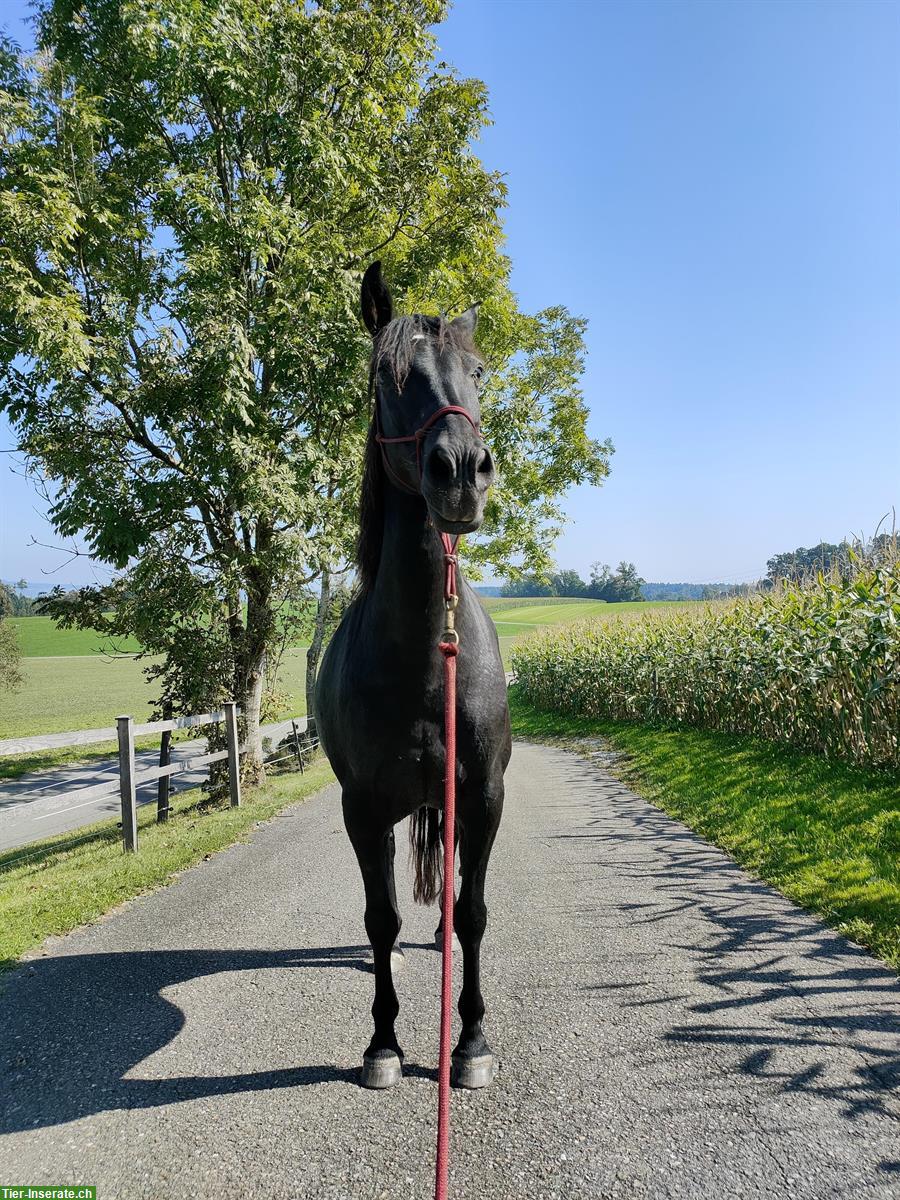 Pferdefreunde gesucht - für gemeinsame Spaziergänge