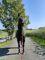 Pferdefreunde gesucht - für gemeinsame Spaziergänge