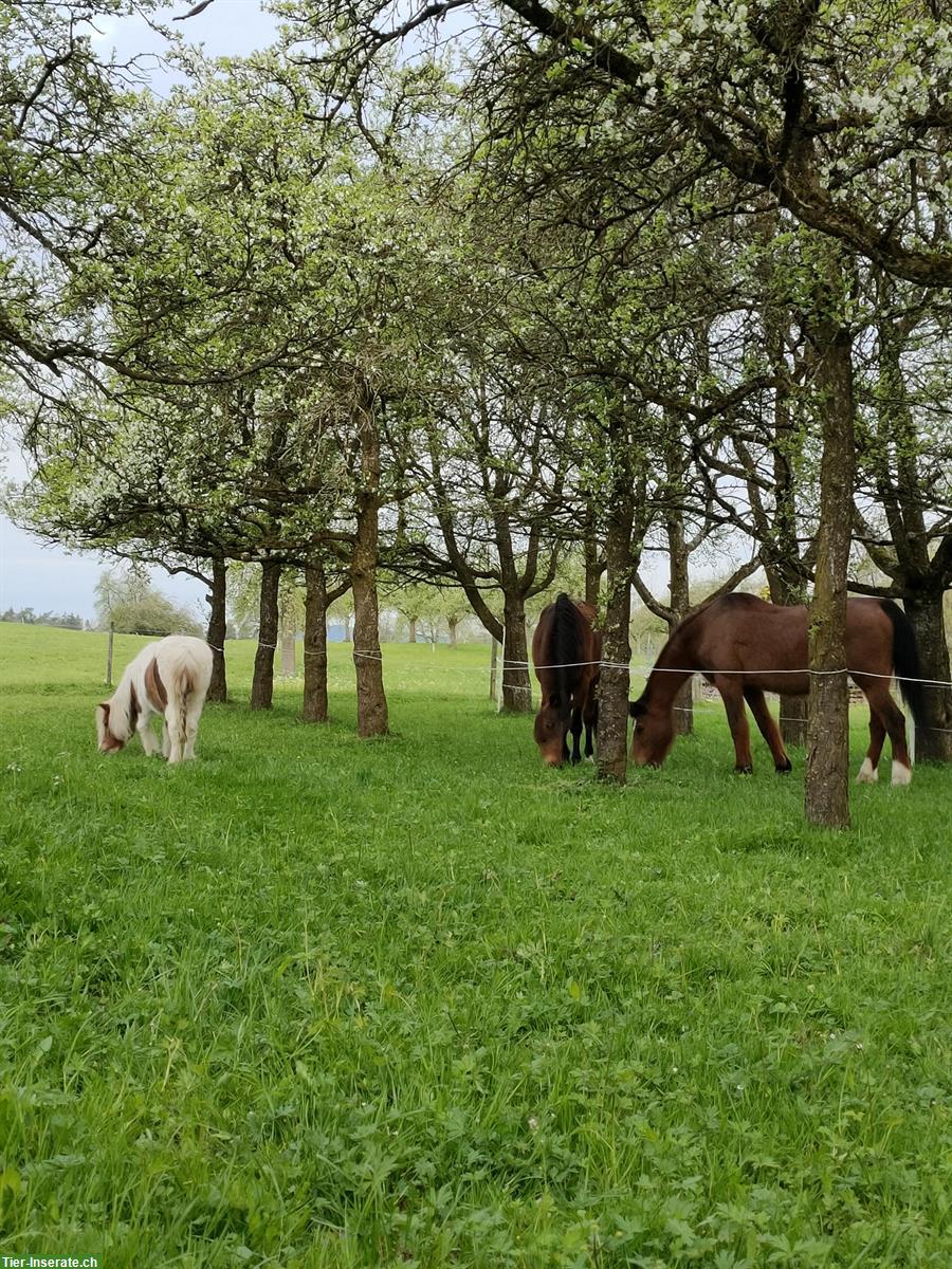 Bild 3: Pferdefreunde gesucht - für gemeinsame Spaziergänge