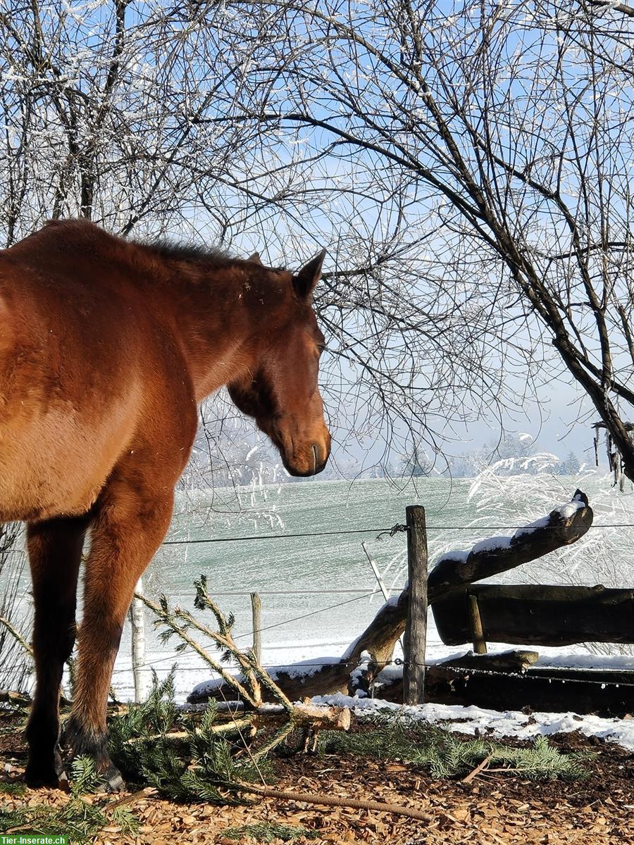 Bild 4: Pferdefreunde gesucht - für gemeinsame Spaziergänge