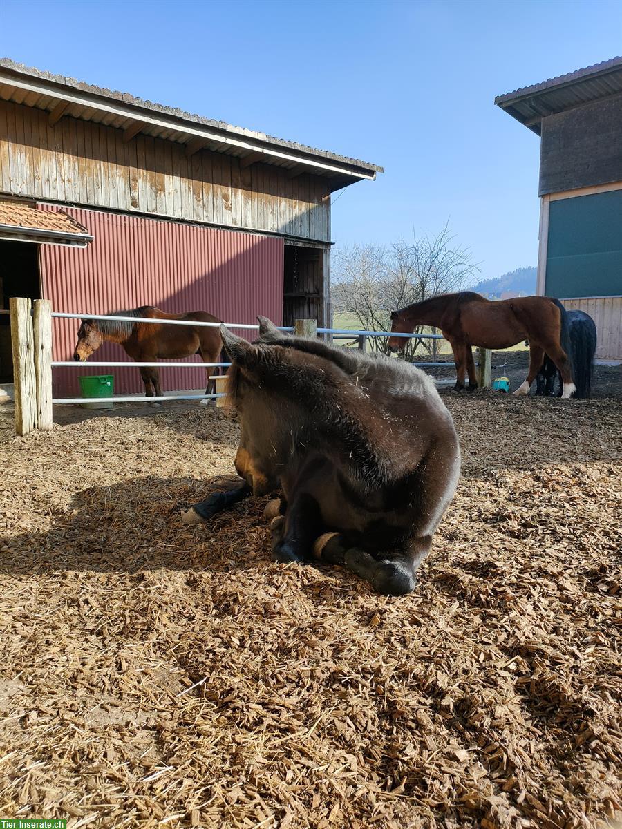 Bild 5: Pferdefreunde gesucht - für gemeinsame Spaziergänge